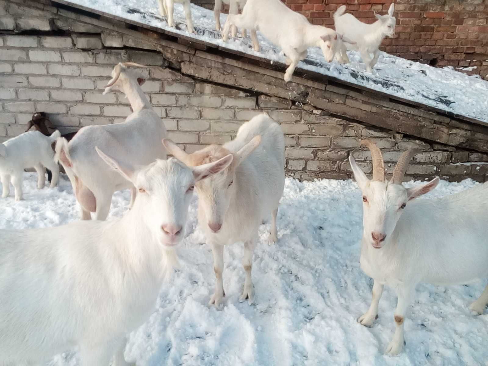 козы зааненско нубийские