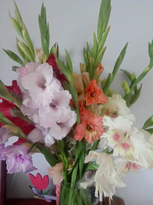 Mix małych cebulek mieczyków kolekcjonerskich