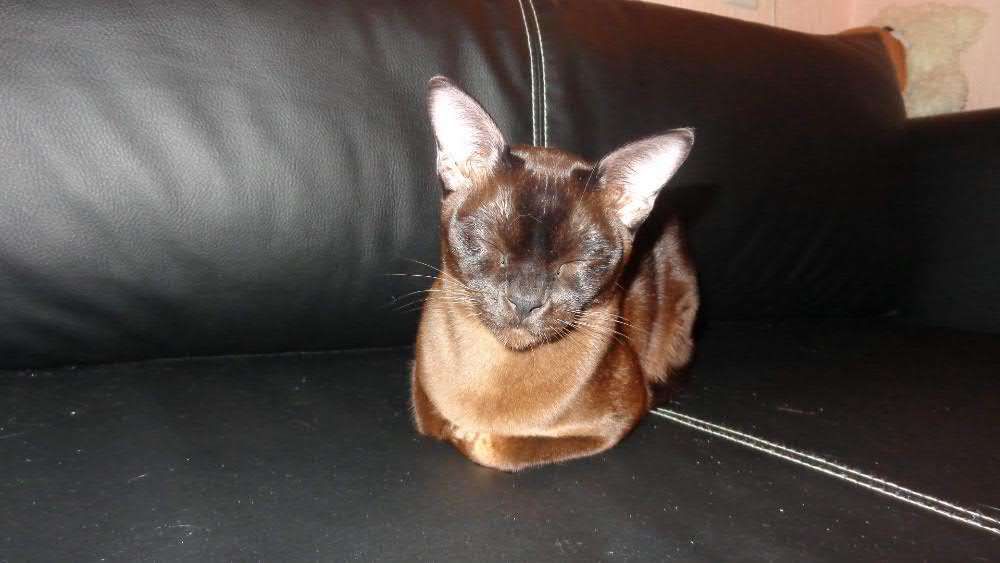 Бурманские котята (бурма)