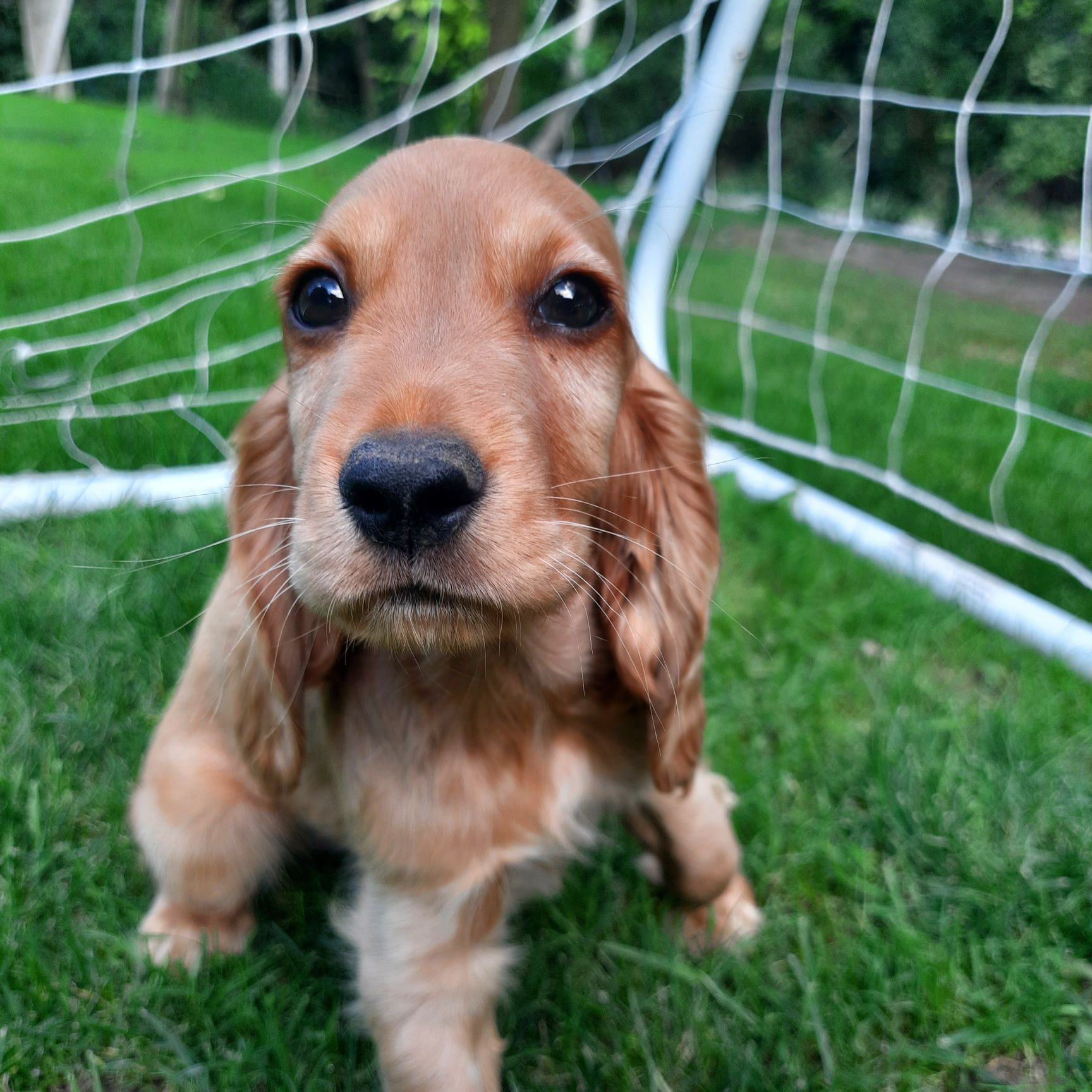 Cocker Spaniel "REZERWACJA"