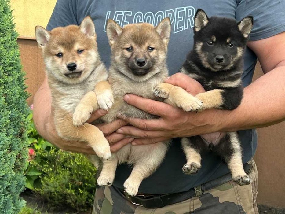 Shiba Inu szczeniak