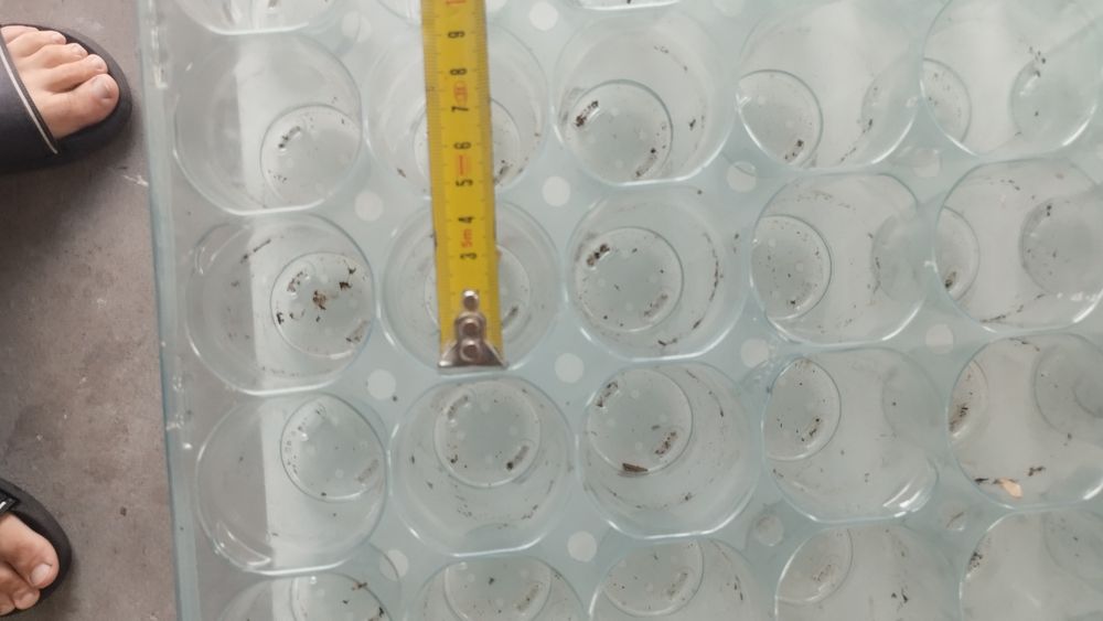 Multiplaty wielodoniczki