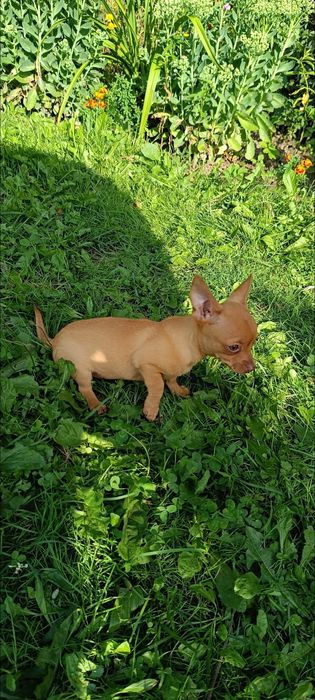 Chihuahua sunieczka
