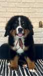 Bernese sennenhund/Бернський зенненхунд