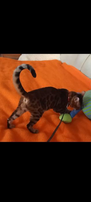 Продам бенгальского чистокровного мальчика