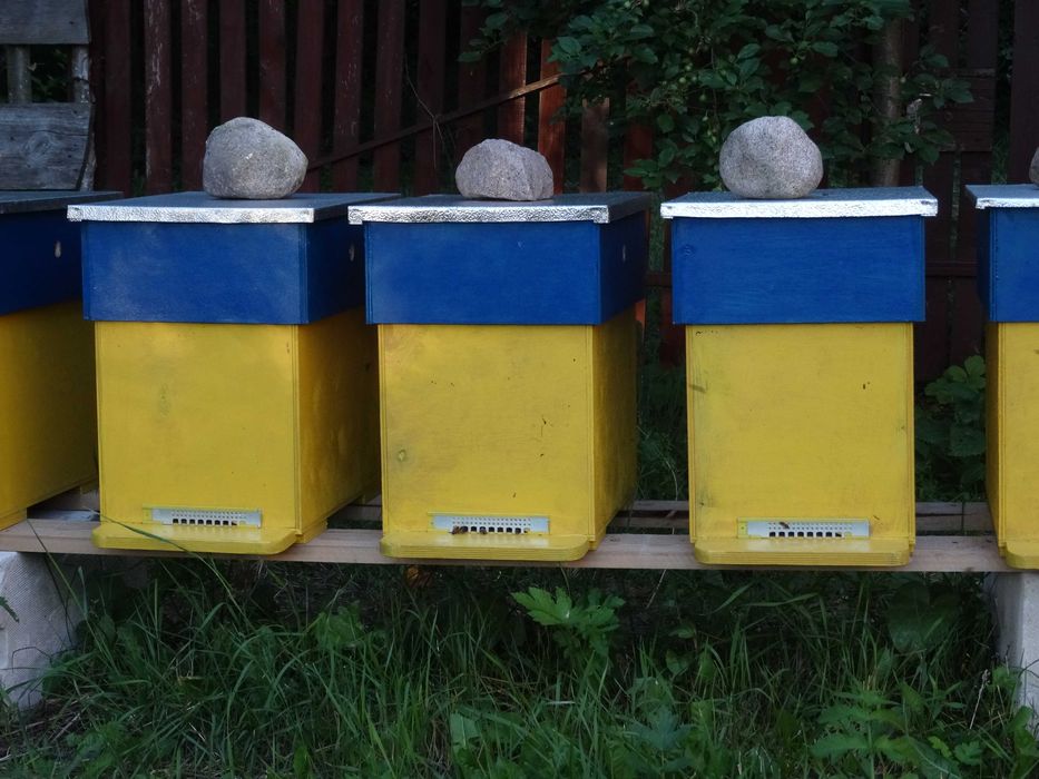 Odkłady pszczele, pszczoły