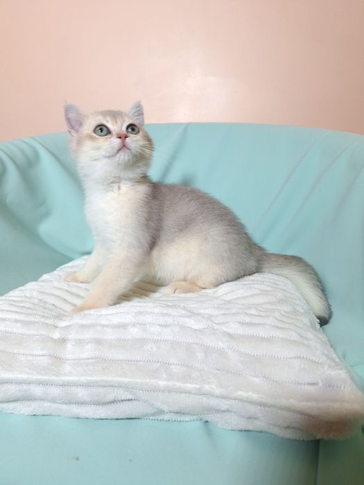 Британська Блакитна Золота шиншила.