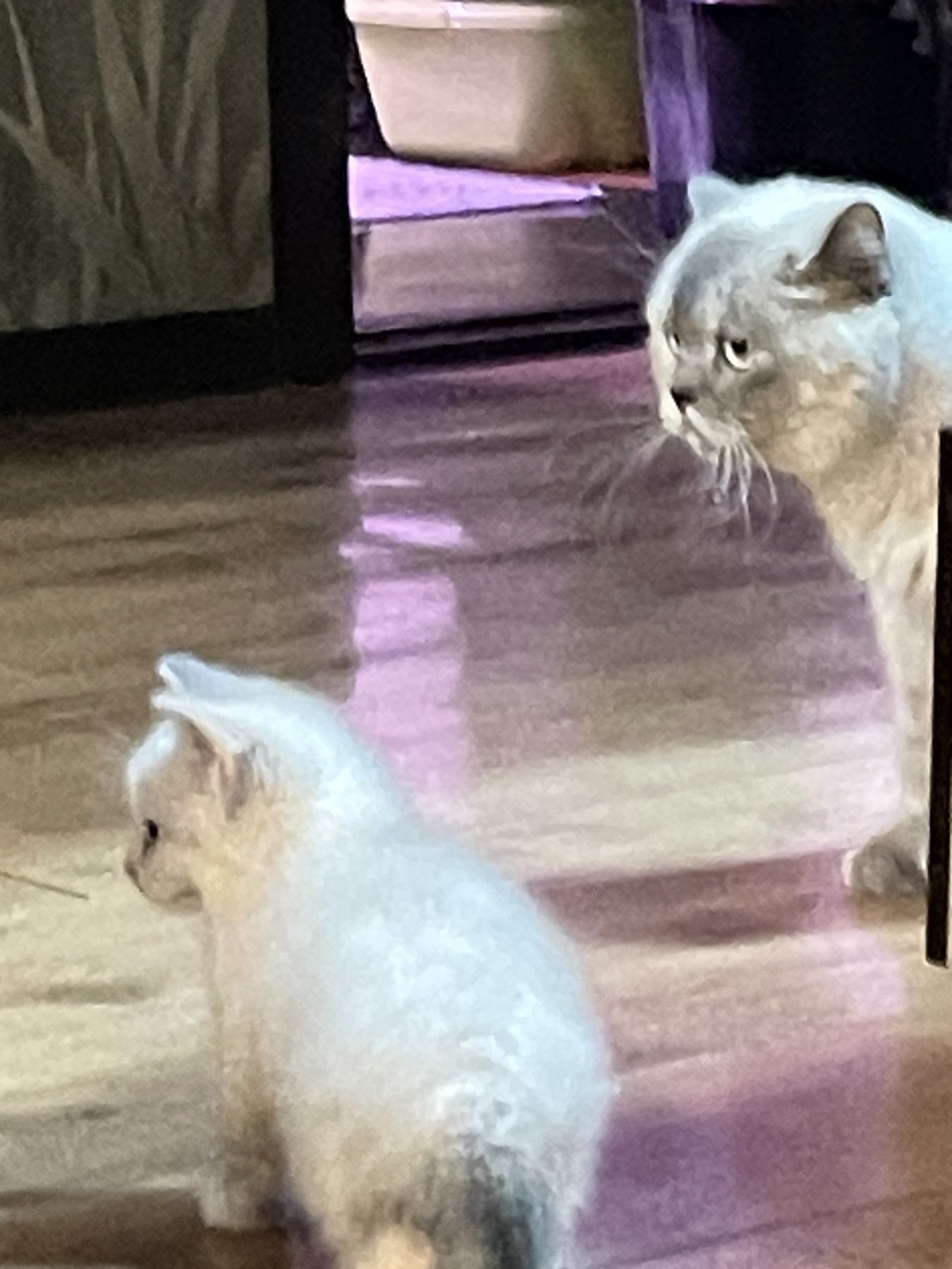 Котята британской породы.