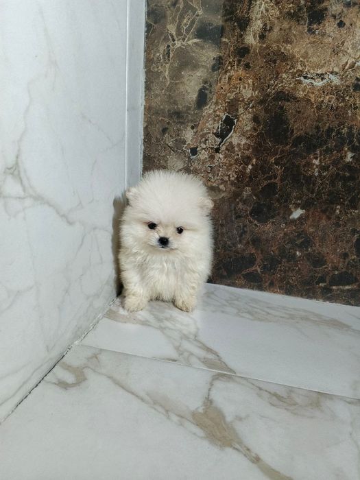 Померанский шпиц