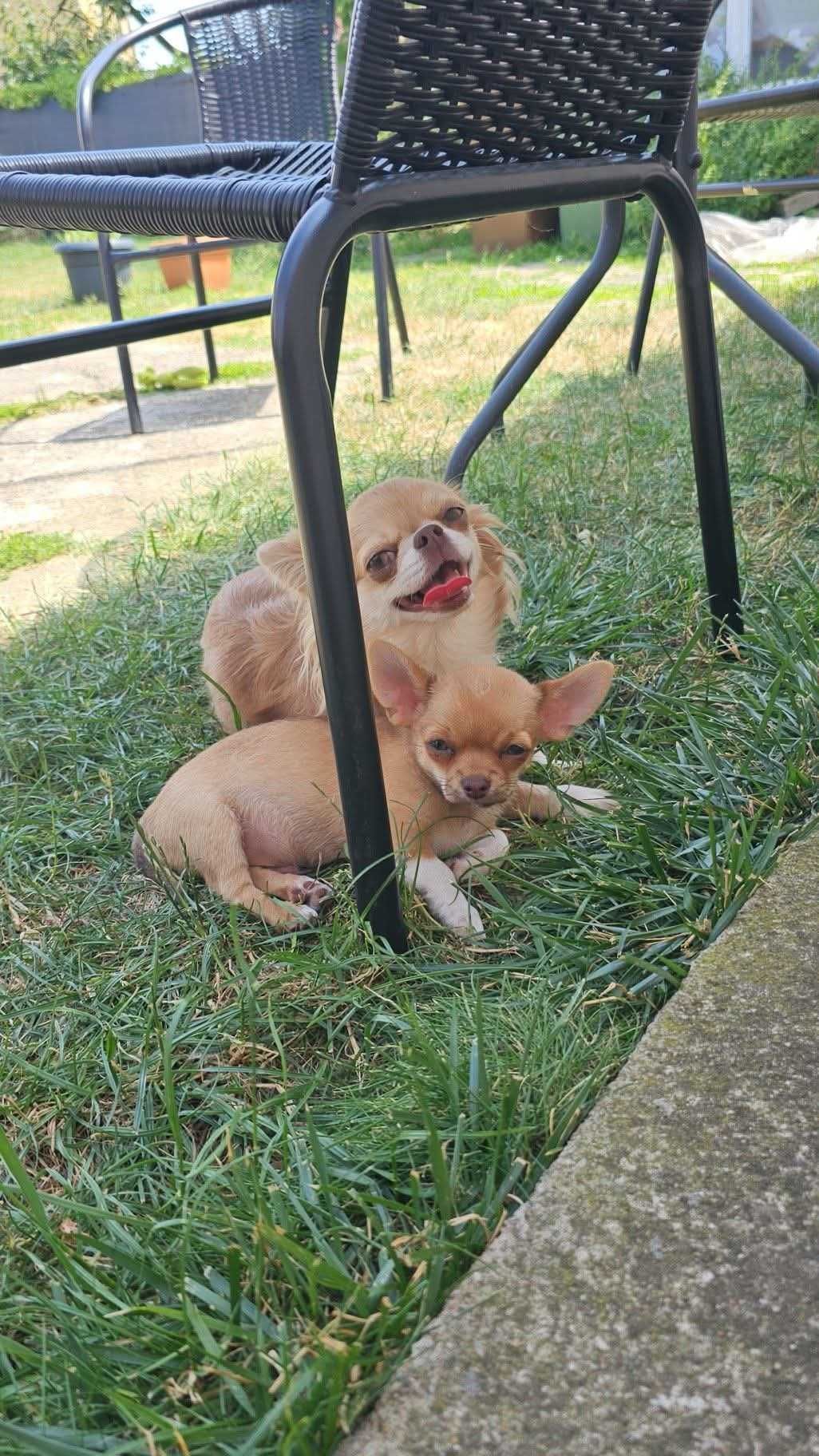 Chihuahua krótkowłosa  z metryką ZKwP FCI
