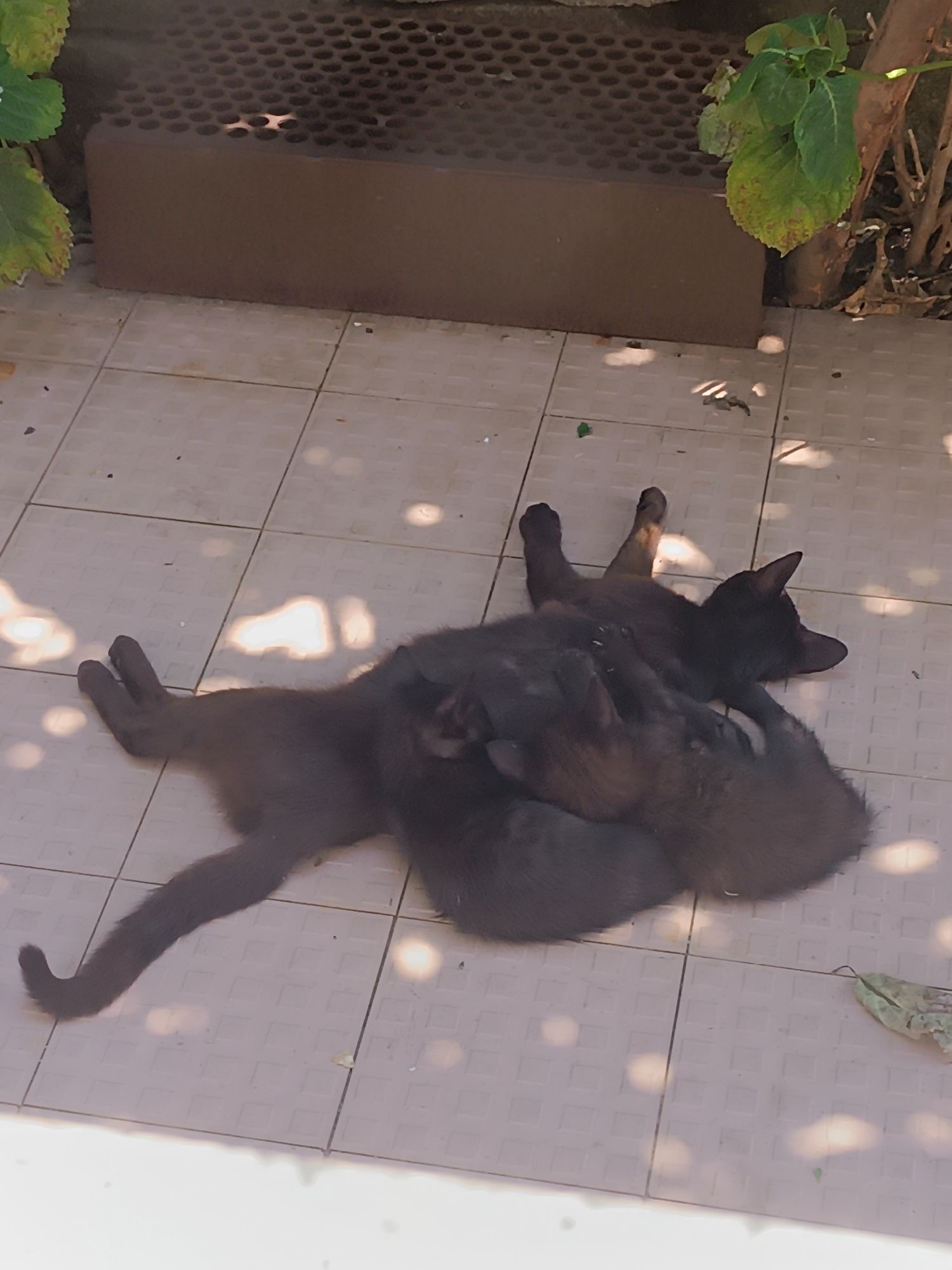 Para uma adoção responsável : gatinhos