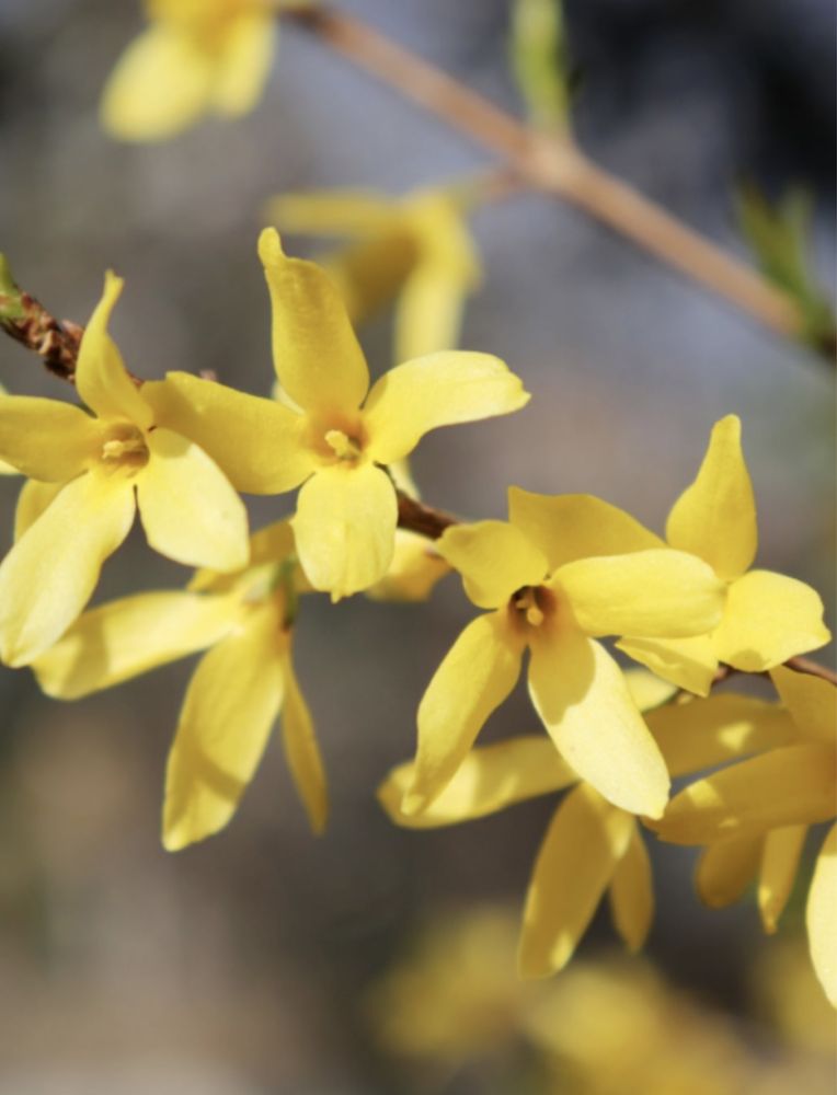 Forsycja krzew rzywoplot żółte kwiaty