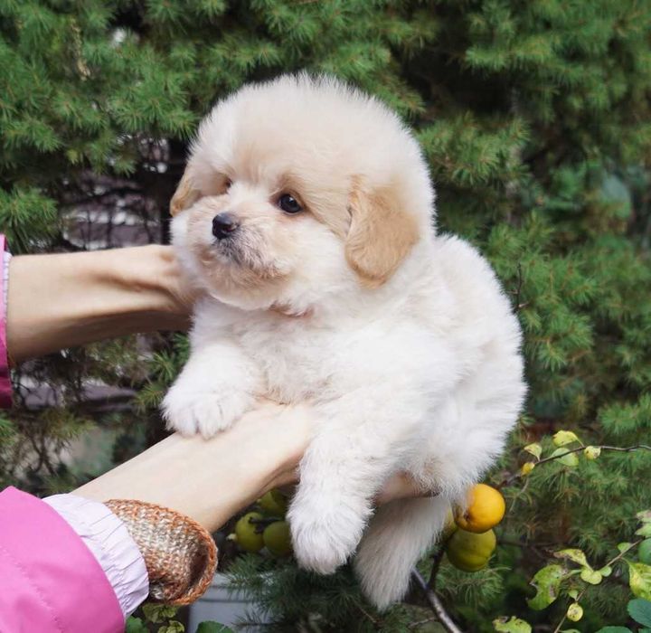 Сладенький и кругленький плюшик дизайн-микс Той пудель*Пом