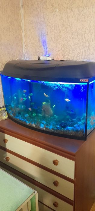 Аквариум с рыбками