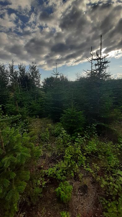 Sprzedam jodłę kaukaską  - hurt
