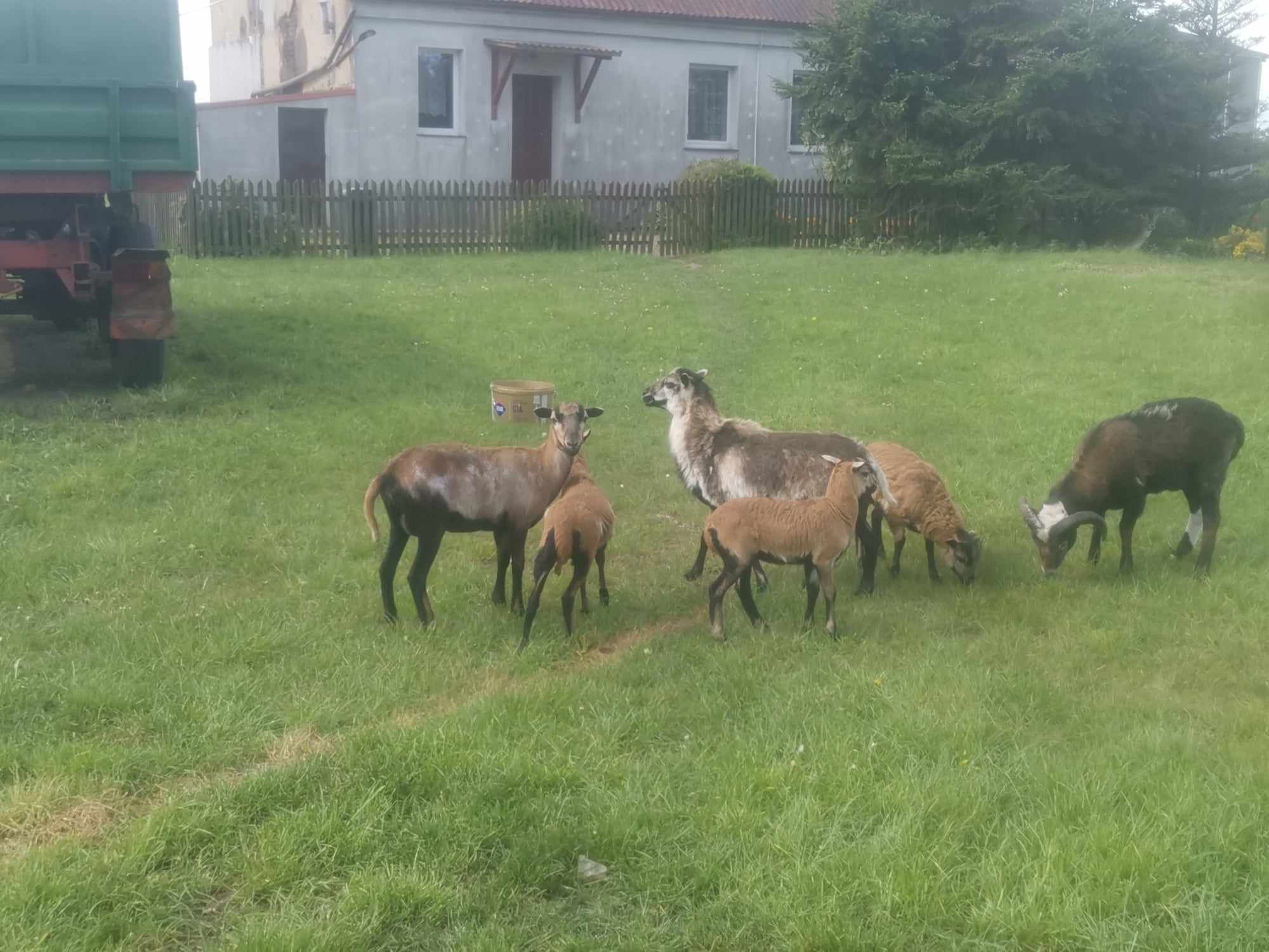 Sprzedam barany Kameruńskie