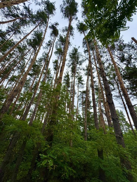 Продаж ділянки 20 соток у СОСНОВОМУ ЛІСІ КМ Нова Ходосівка, Ходосівка