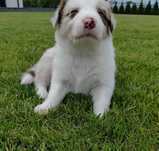 Border Collie chłopiec Red Merle