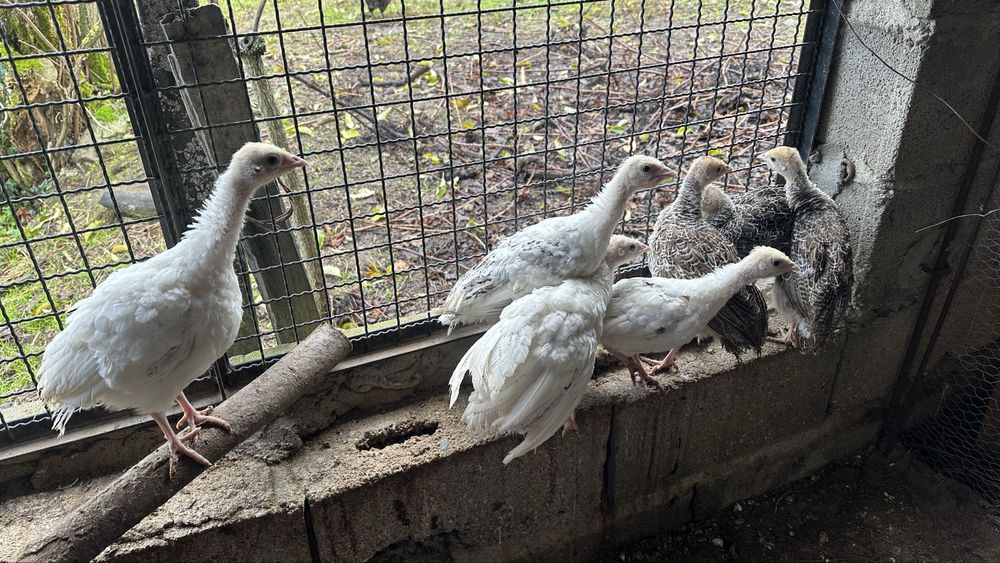 Perus Caseiros P/Criação