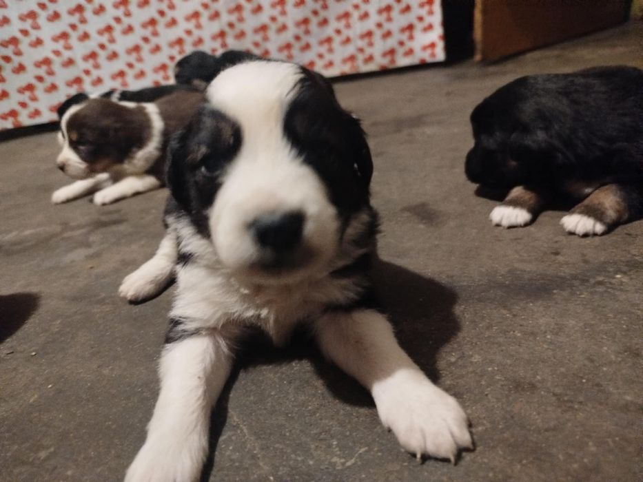 Oddam szczeniaki 7 tygodniowe