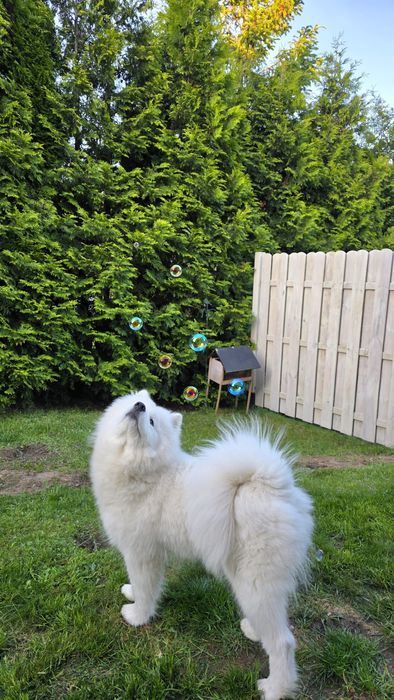 Zapowiedź miotu-Samoyed szczeniak2026r- ZkwP FCI