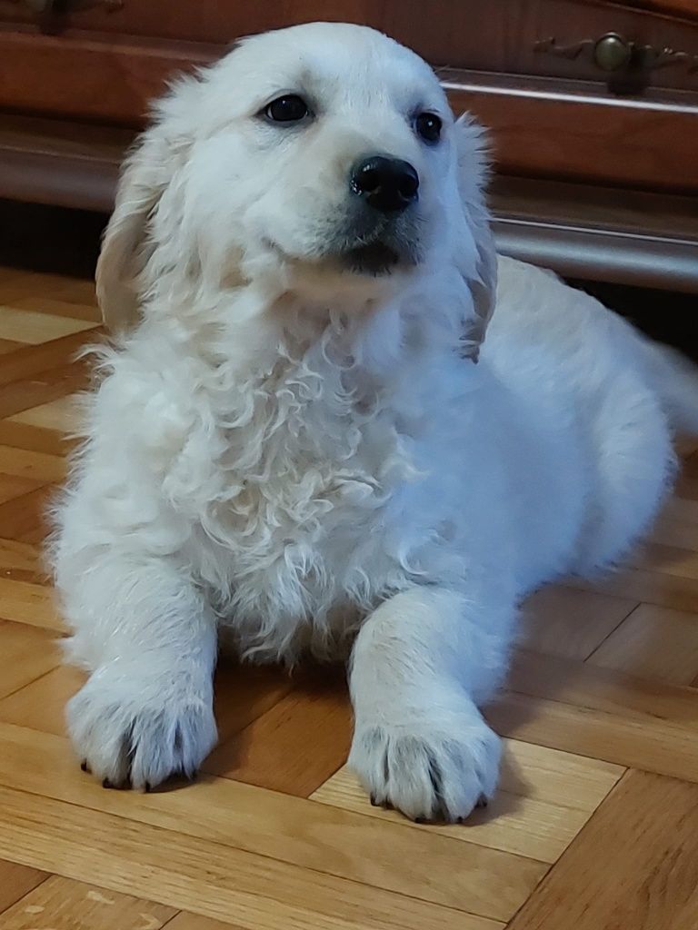 Golden retriever odbiór po 21 czerwca