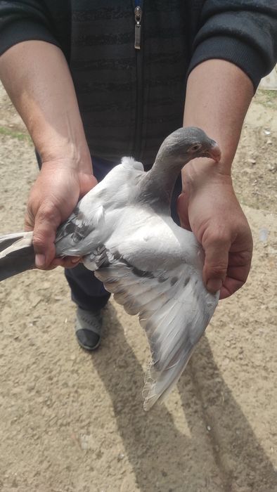 Голуб жешовський молодий