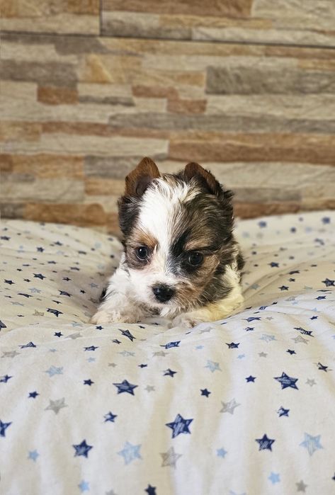 Yorkshire Terrier Blueberry śliczny piesek york