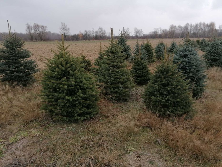 Świerk srebrny 1,5 -1,8,  Dostawa Warszawa i okolice  - Puławska 416