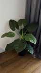 Duża ozdobna roślina –  filodendron/monstera