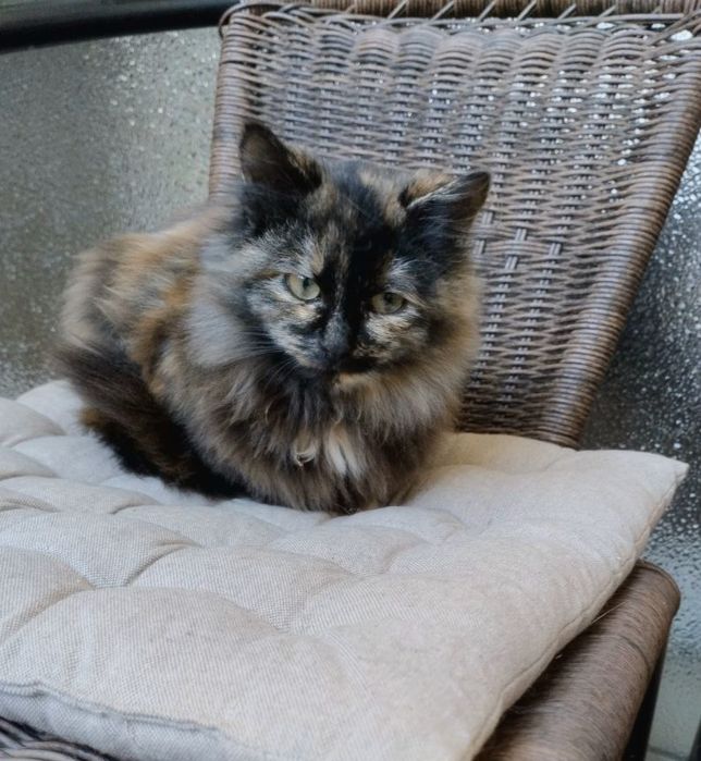 Шикарна кішечка 4-5 міс малишка