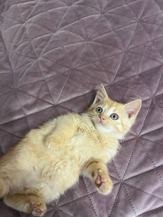 Котик (хлопчик) руденький