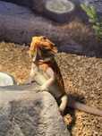 Agama Brodata Pogona Vitticeps Red z terrarium