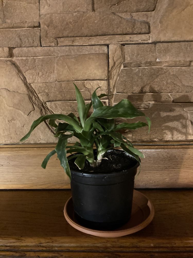 juka, dracena rośliny zielone, rośliny ozdobne