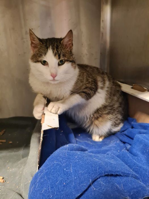 Ogromny pieszczoch szuka domu, to kocie dziecko cierpi w samotnosci