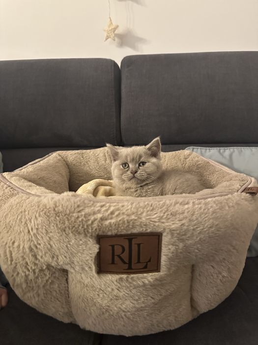 Ralph Lauren legowisko dla kota/psa jak nowe