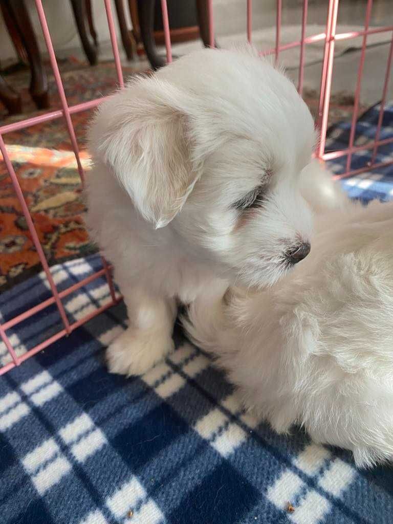 Szczeniak  Coton de Tulear  ZKwP/FCI