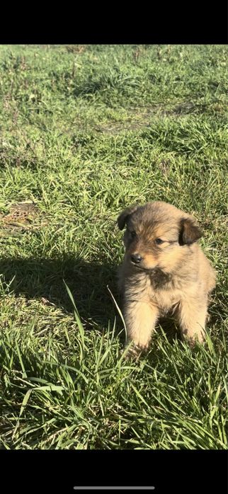 Віддам безкоштовно в добрі руки