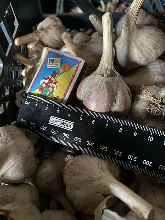 Посадковий Часник озимий Любаша, калібрований 2025 року –  роздріб