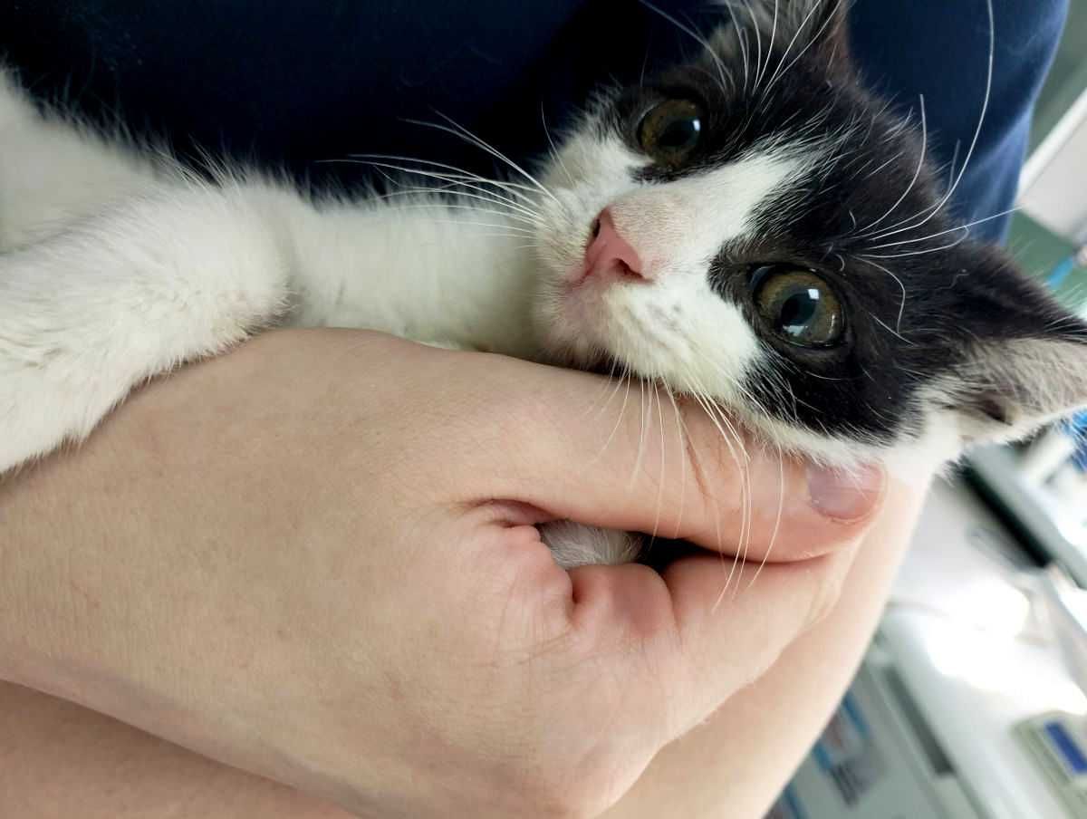 MIni - wyjątkowa półroczna kotka z trudnym startem w życie do adopcji