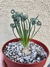 Albuca spirals, альбука спіральна, спіраліс