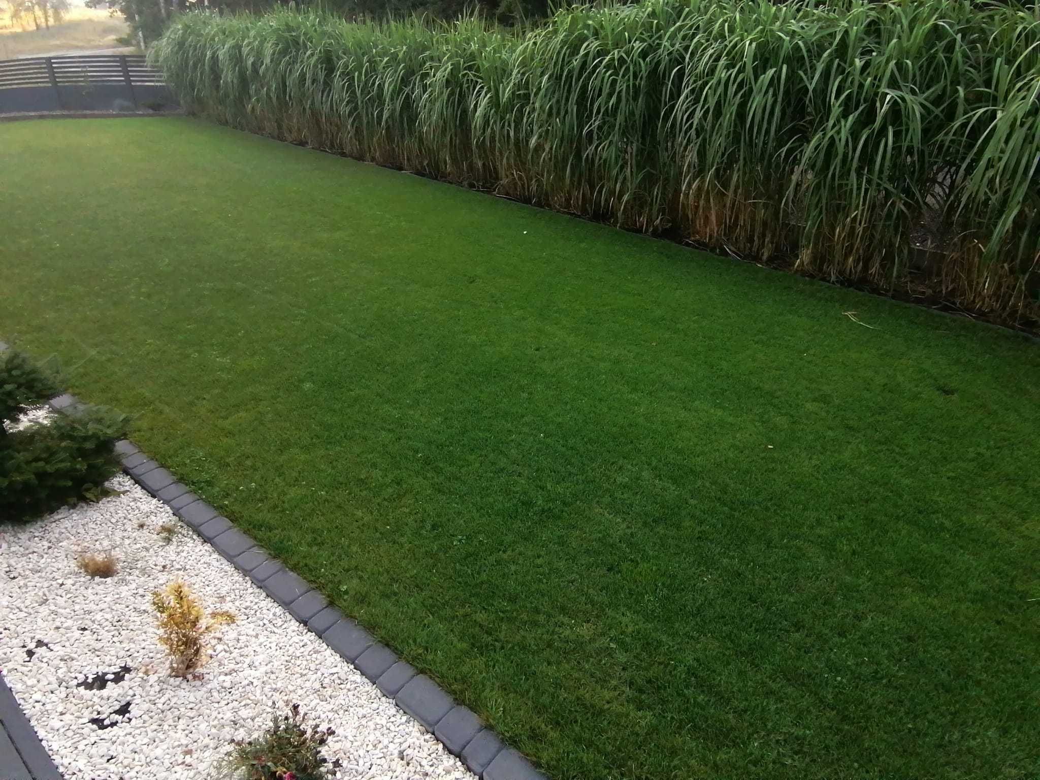 Miskant olbrzymi ozdoba ogrodu trawa wysoka mrozoodporna