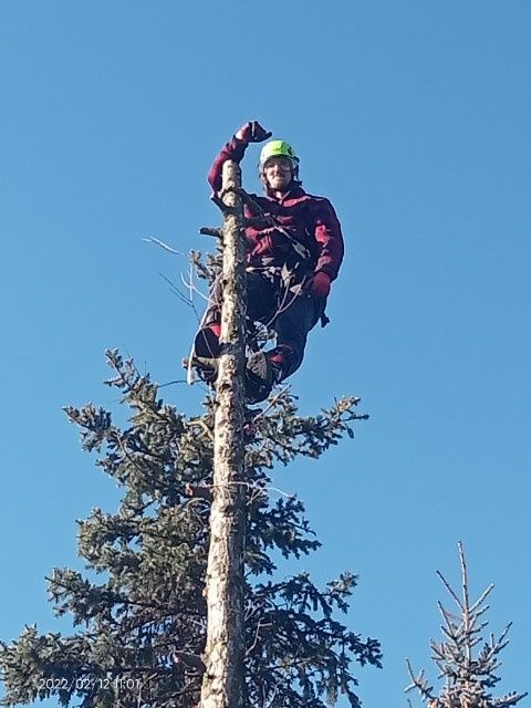 Pilarz arborysta wycinka i pielęgnacja drzew , usuwanie jemioły