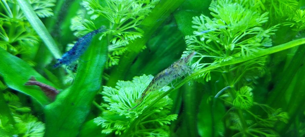 Neocaridina Wild lote de 20