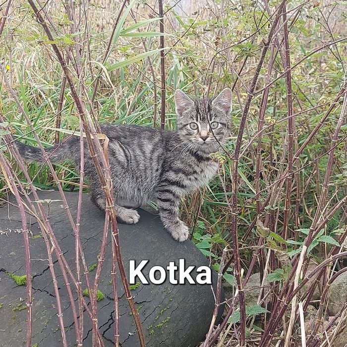 Oddam 5 małych kotów