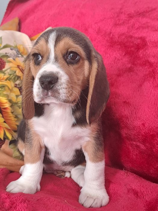 Beagle śliczny piesek.