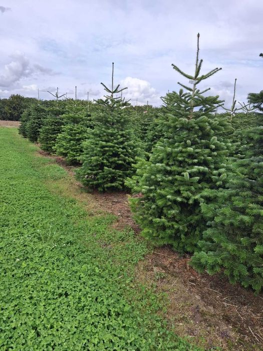 Jodła kaukaska duńska 2,00-2,50 m I-II klasa 90 zł