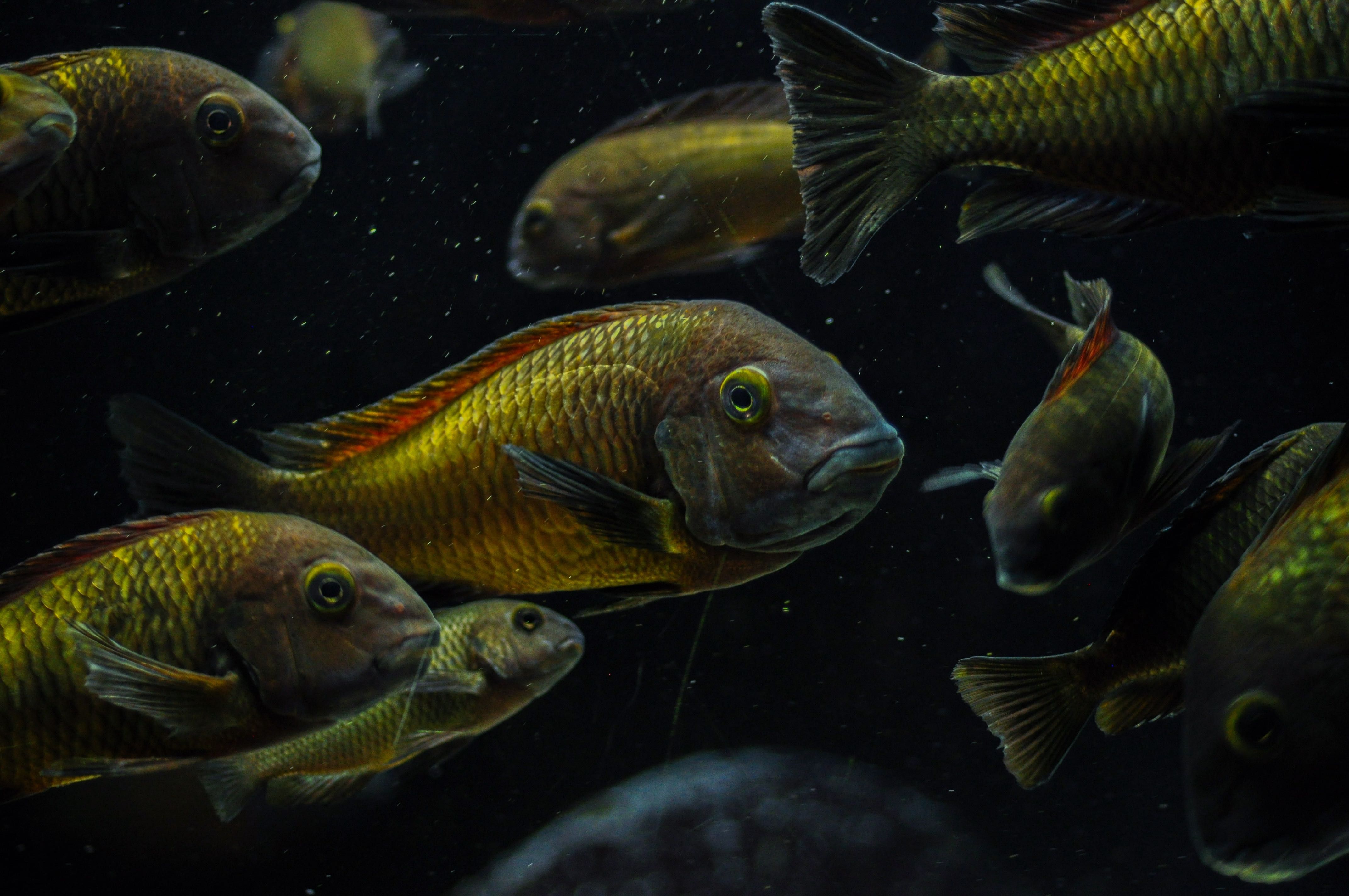 Tropheus Ilangis f1, ciclideos africanos, lago tanganyika