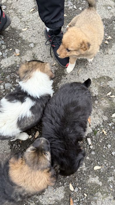 Песики манюні шукають дім