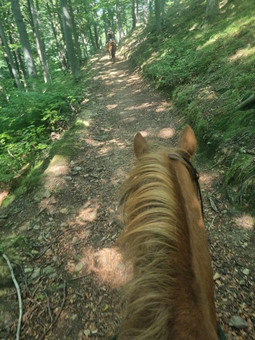 Jazda konna, wyjazdy w teren, mini agro kozy owce